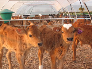 Calf Shelter with Yards