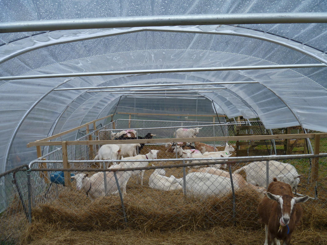 FlexiTunnel livestock shelter with goats