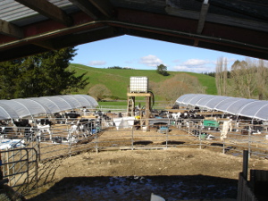 FlexiTunnel Calf Rearing Shed
